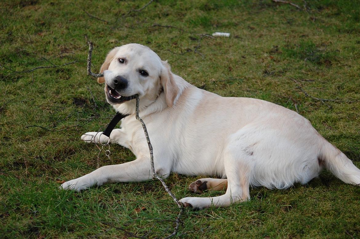 Labrador retriever Loui - Hygge i haven efter stormen i januar 2012:) billede 4