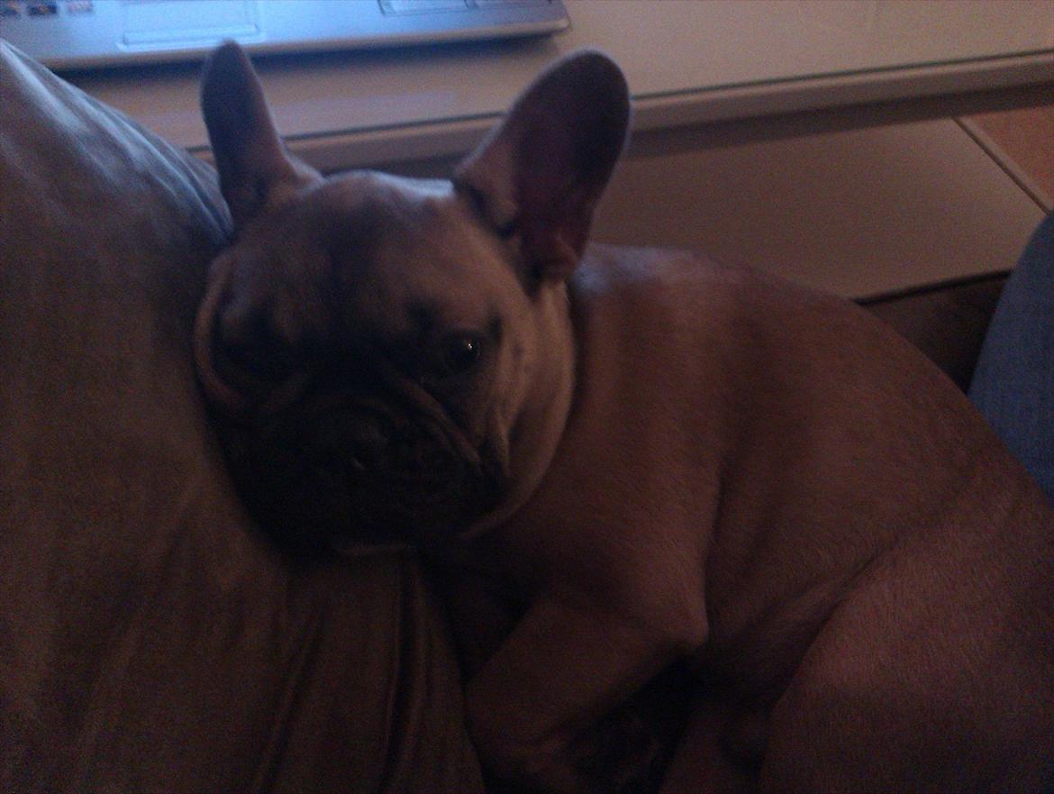 Fransk bulldog Vincent - Træt dagen efter nytår... billede 8