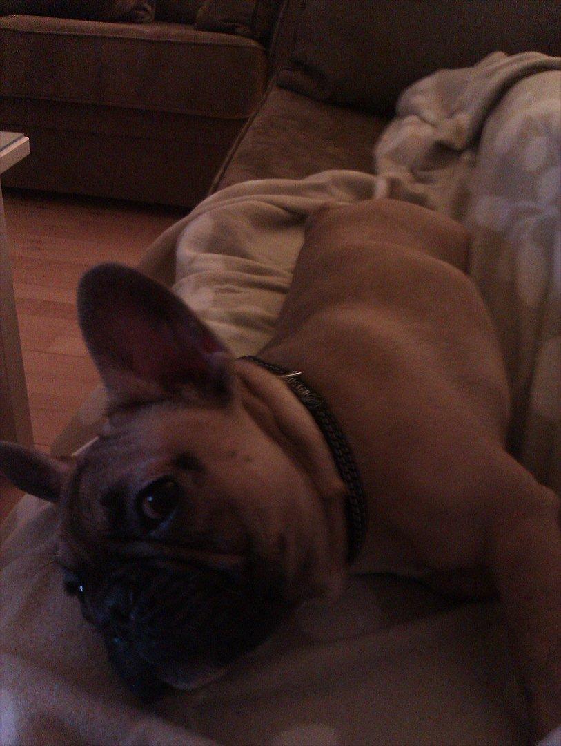 Fransk bulldog Vincent billede 9