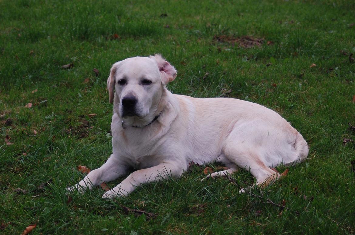 Labrador retriever Loui - Loui Nielsen!!:) billede 19