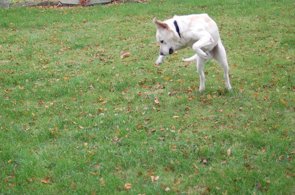Labrador retriever Loui - Ninja hund !!:) billede 8