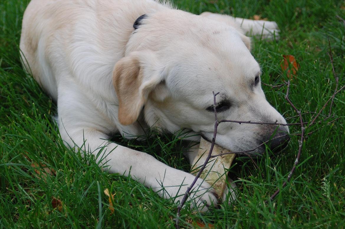 Labrador retriever Loui - Hygge :) billede 9