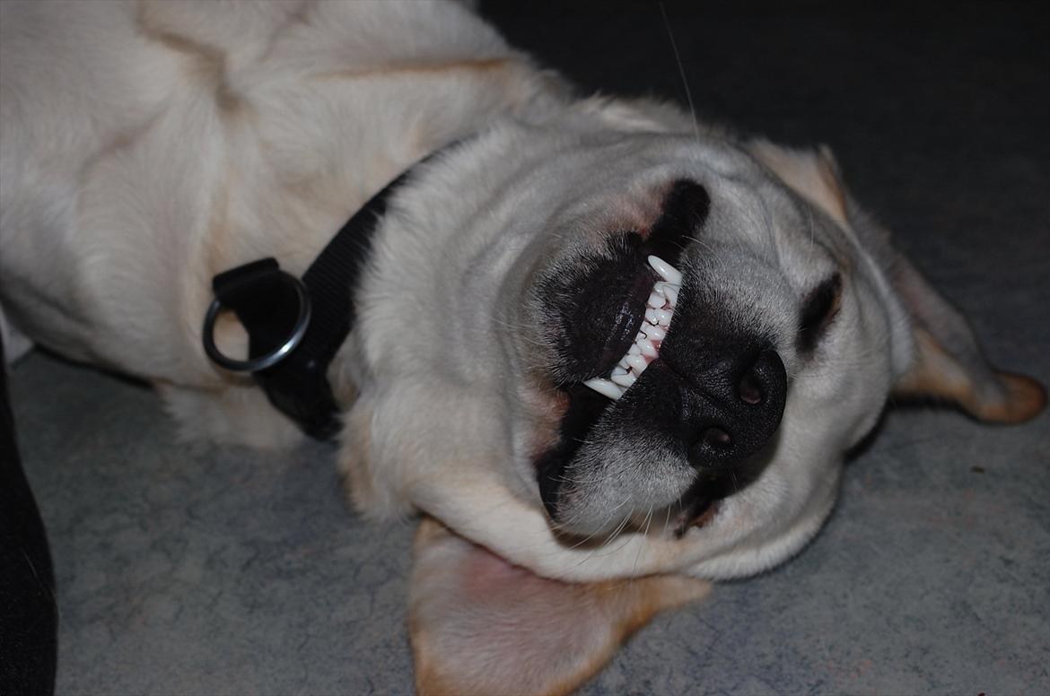 Labrador retriever Loui - Smiiiiill!:) billede 13