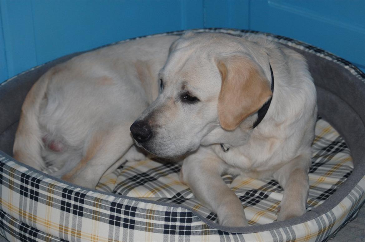 Labrador retriever Loui - En af de første dag, Loui har allerede indtaget sit nye hjem og sin nye rolle som vagt hund!!:) billede 14