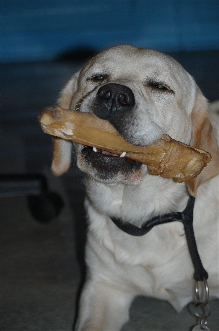 Labrador retriever Loui - Nam nam !:) billede 16