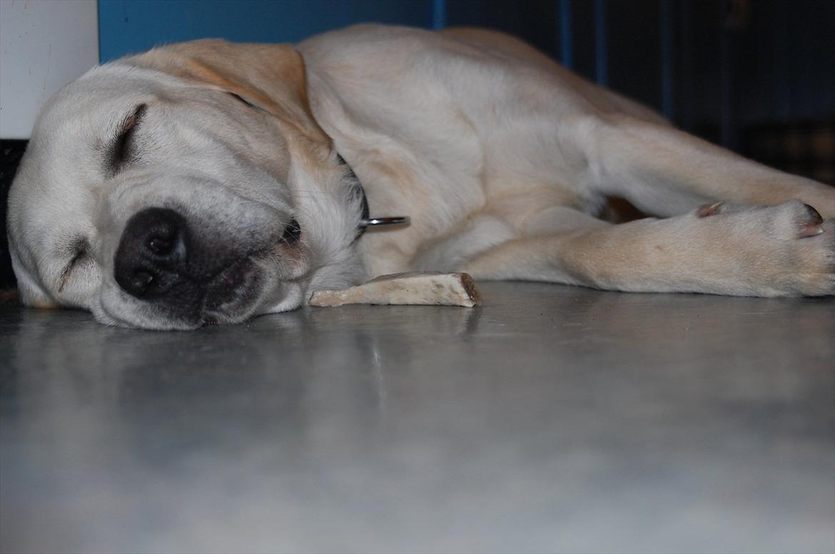 Labrador retriever Loui - Gået kold!:) billede 17