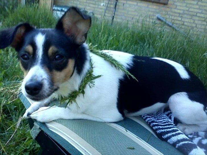 Blanding af racer Thilde - En dejlig sommerdag hvor jeg havde lave et halsbånd ud af græs til hende:) billede 14