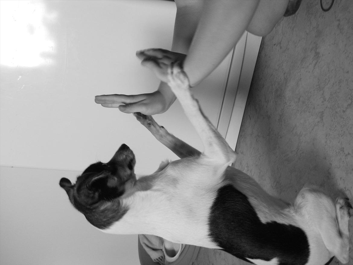 Blanding af racer Thilde - High five !!  med to poter:) billede 15