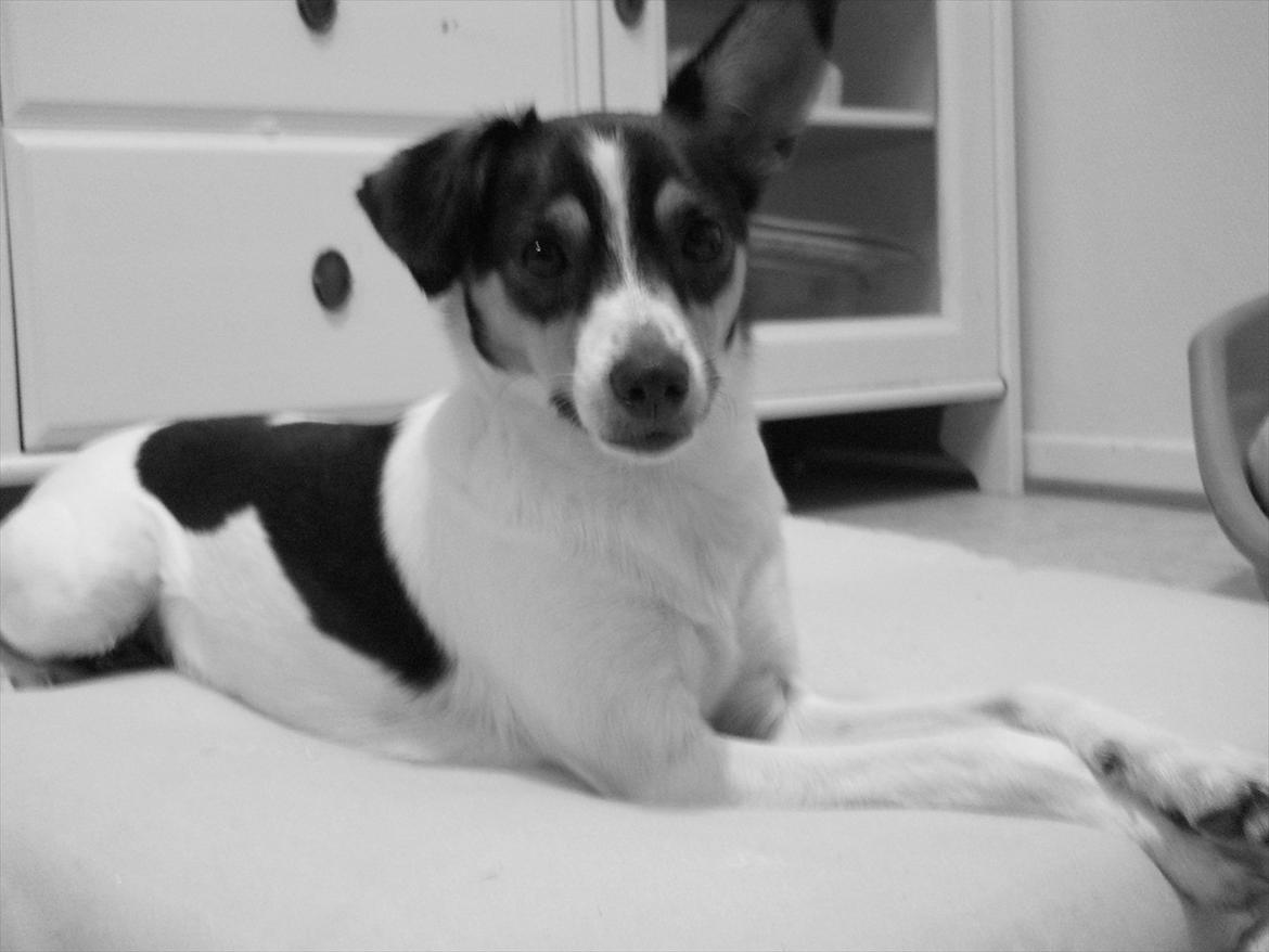 Blanding af racer Thilde - Model billede !!    Eller...måske ikk:/ billede 16