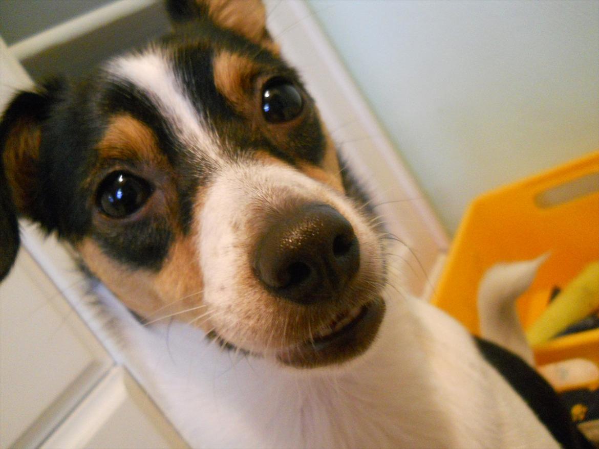 Blanding af racer Thilde - Thilde smiler eller.. Thilde har en perle siddende fast på tanden og forsøger at skjule det ?:o billede 17