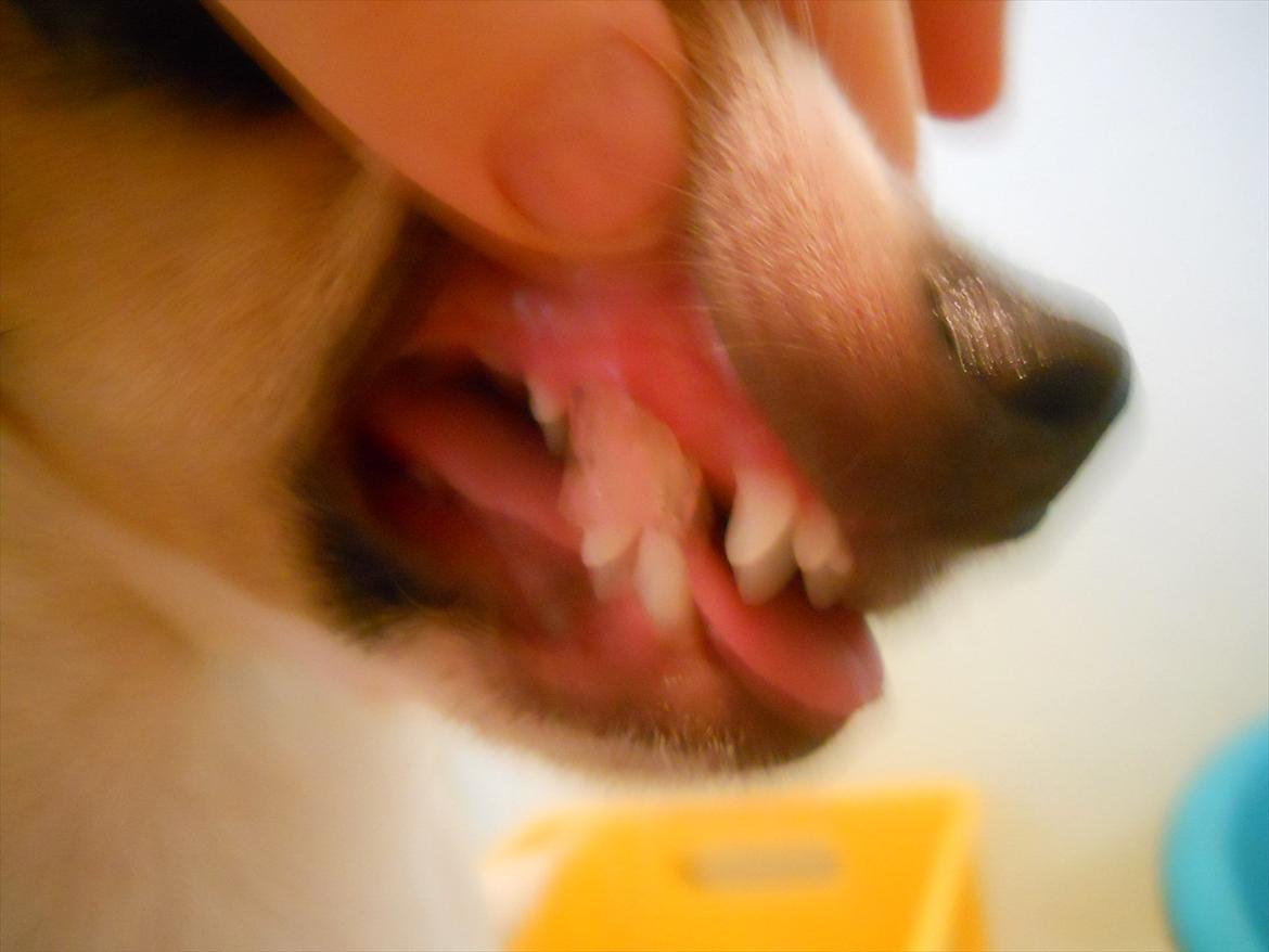 Blanding af racer Thilde - Vi tar perlen... wtf.. hvordan..? 
jeg var lige ved at ringe efter min mor og sige at vi skulle til dyrlægen men heldigvis fik vi den da af selv..  ´:o billede 18