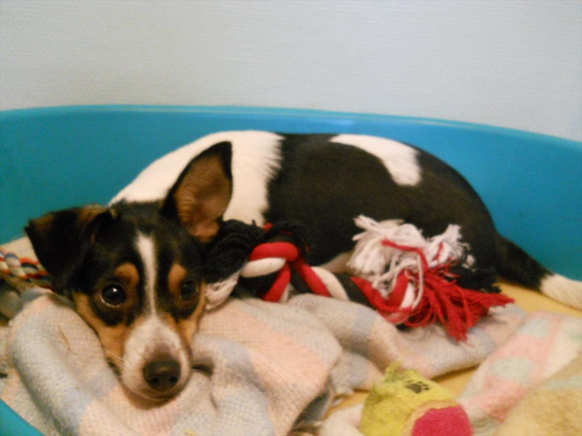 Blanding af racer Thilde - endelig kan man lukke munden igen..:) billede 19