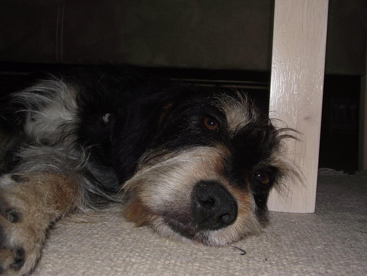 Blanding af racer Louis billede 1