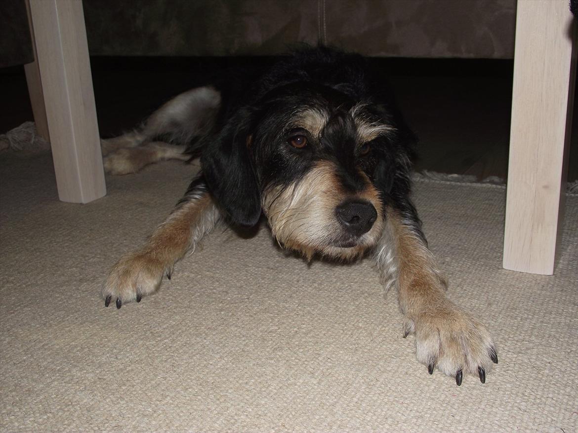 Blanding af racer Louis billede 2