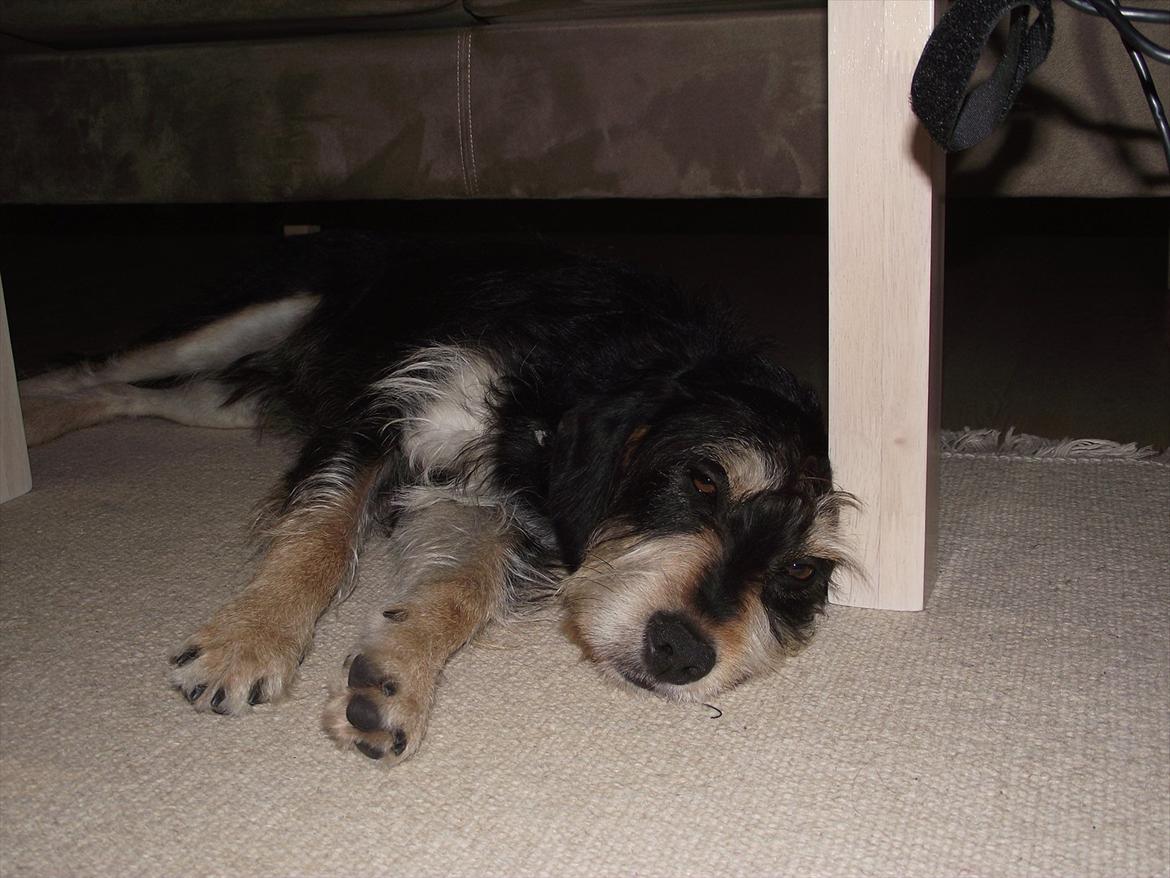 Blanding af racer Louis billede 3