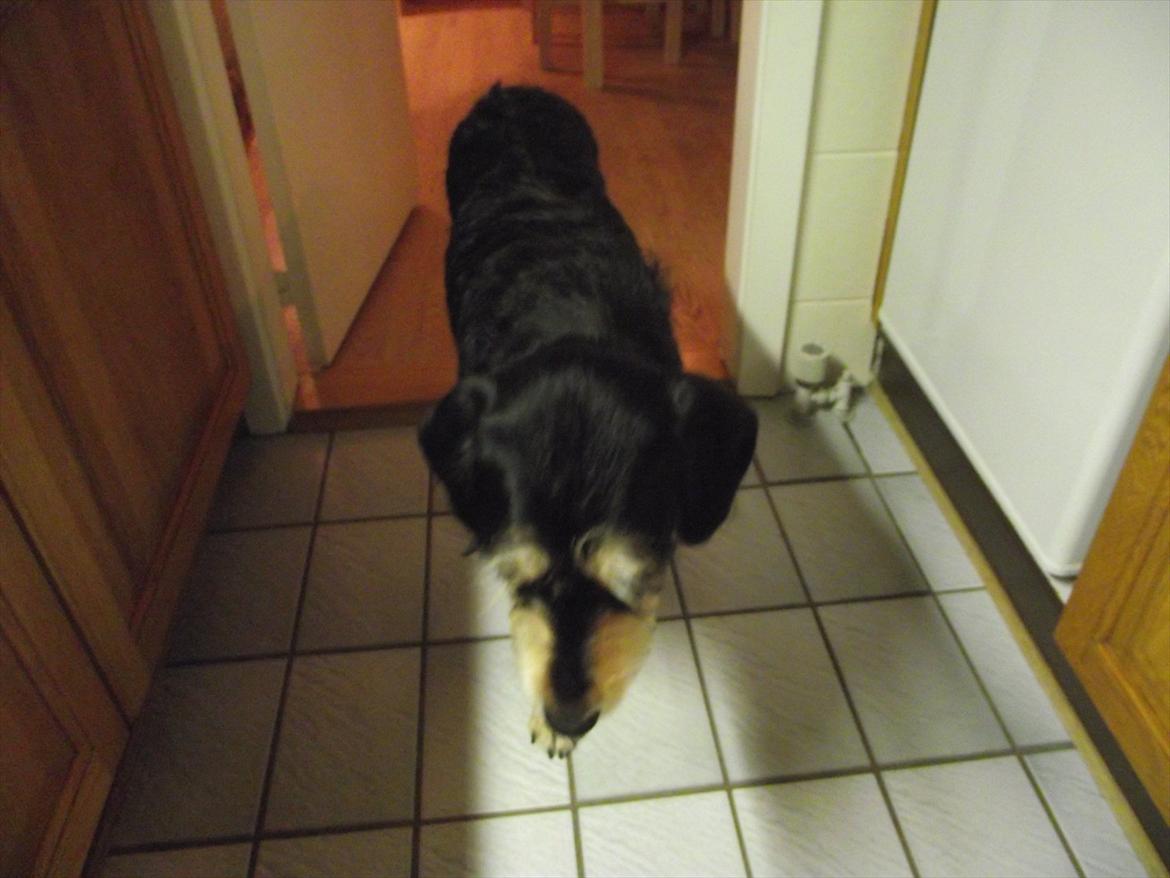 Blanding af racer Louis billede 4