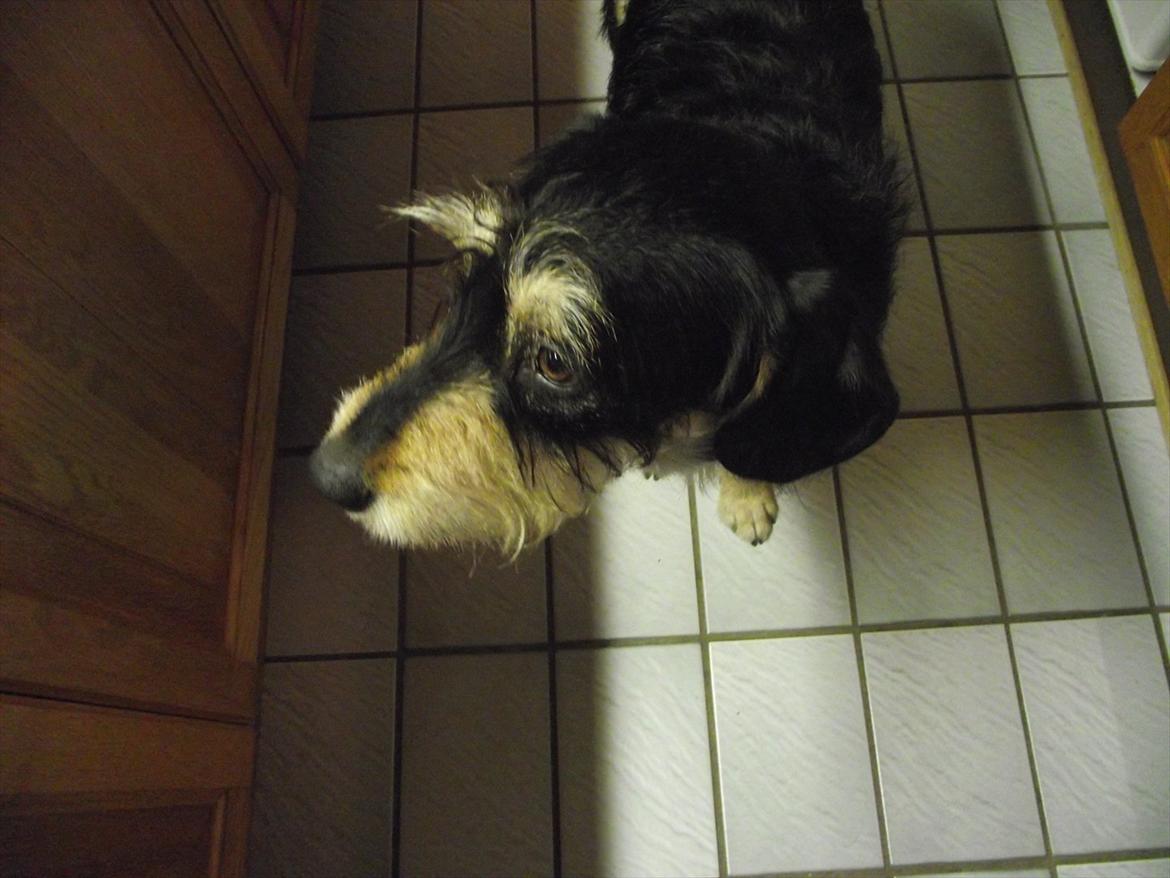 Blanding af racer Louis billede 5