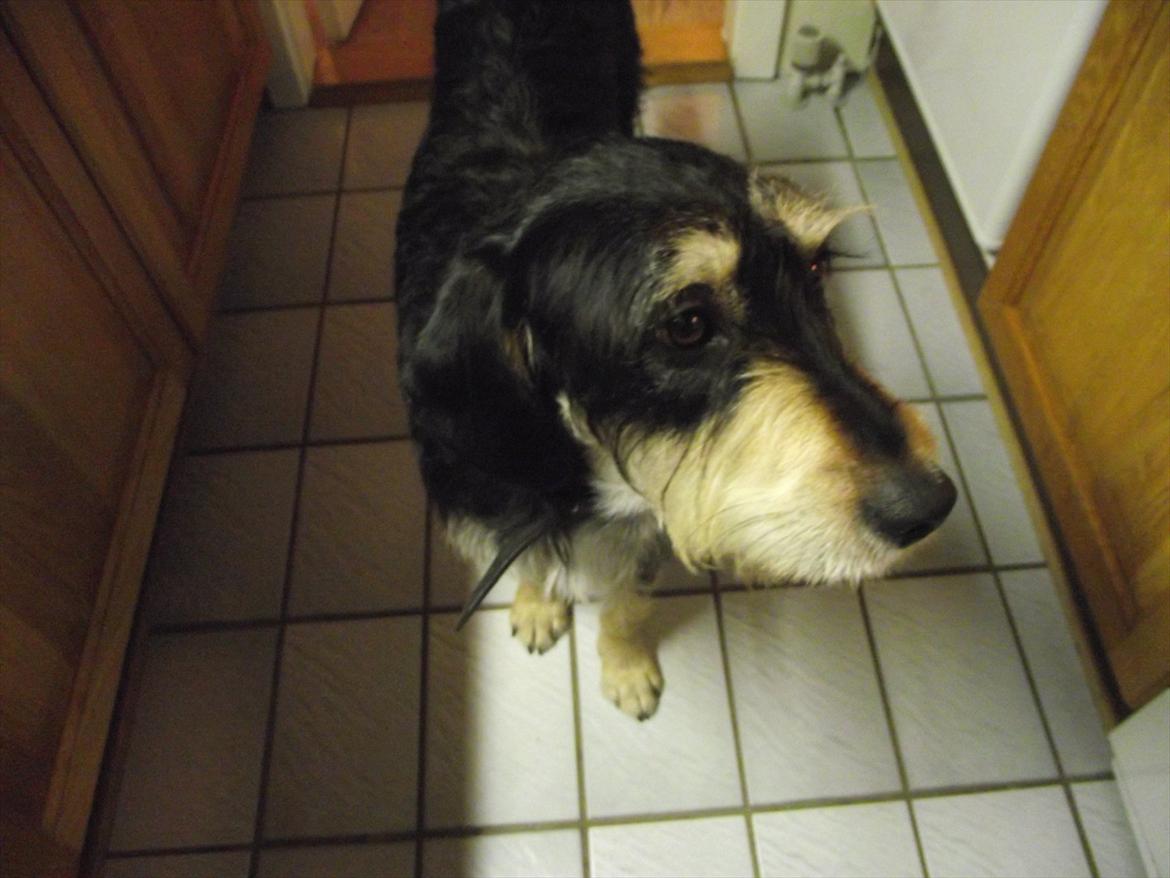 Blanding af racer Louis billede 6