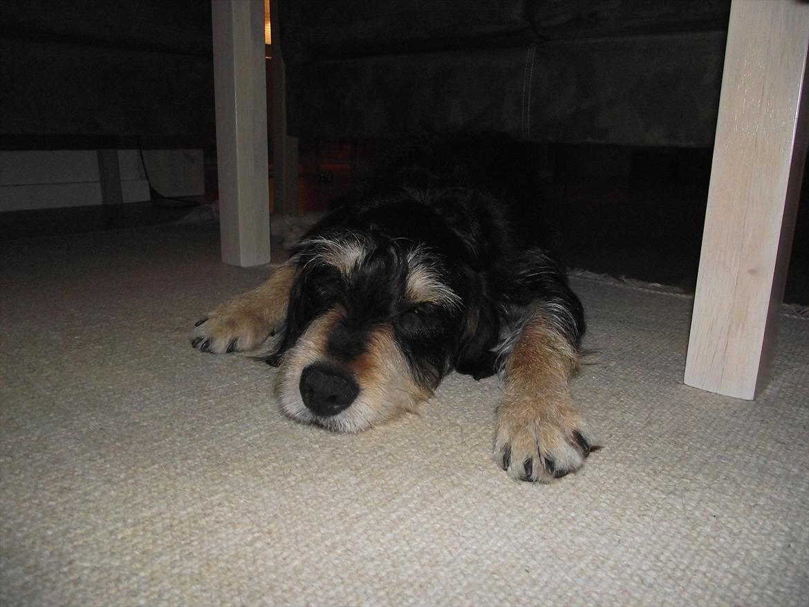 Blanding af racer Louis billede 7