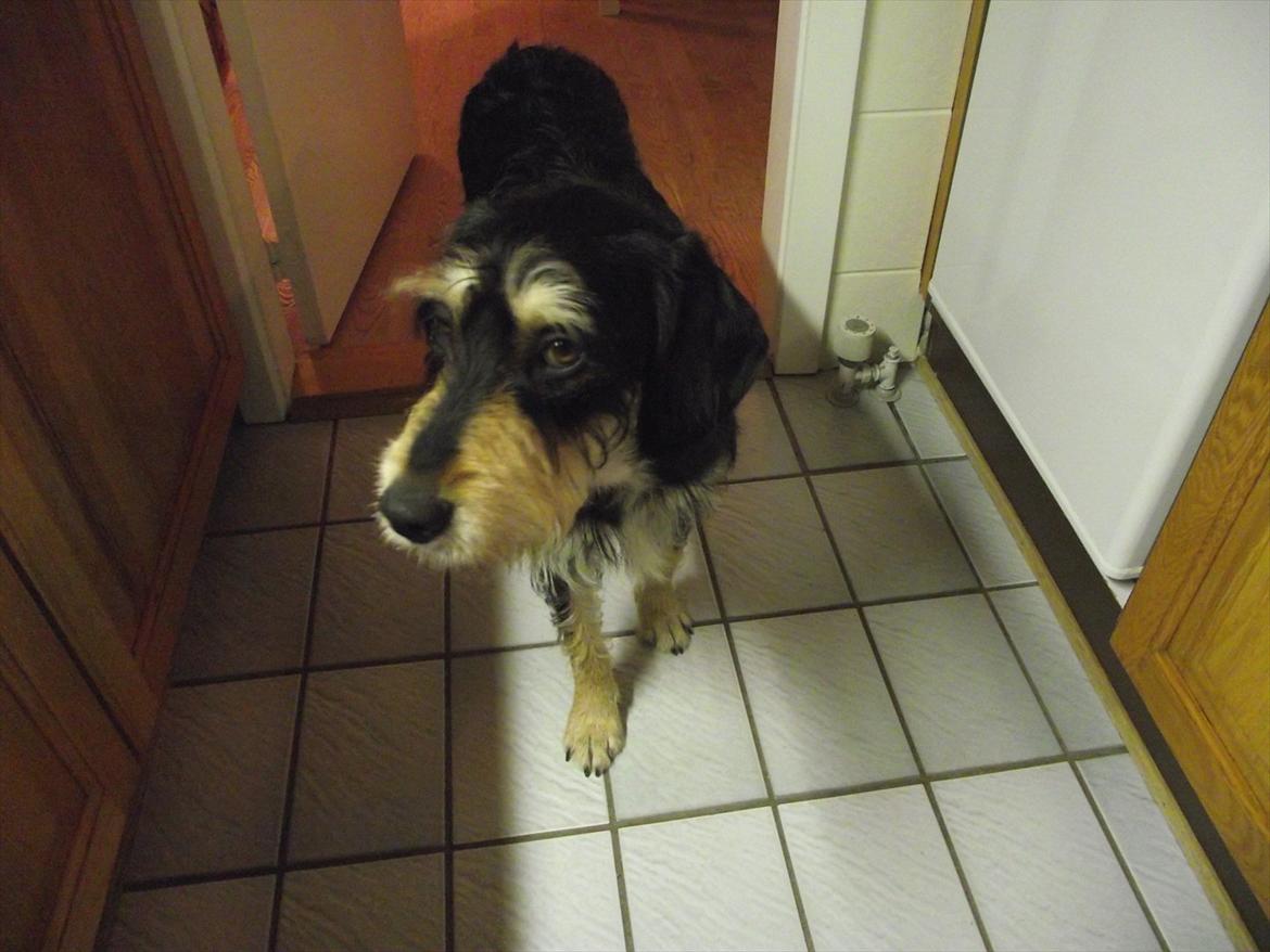 Blanding af racer Louis billede 8