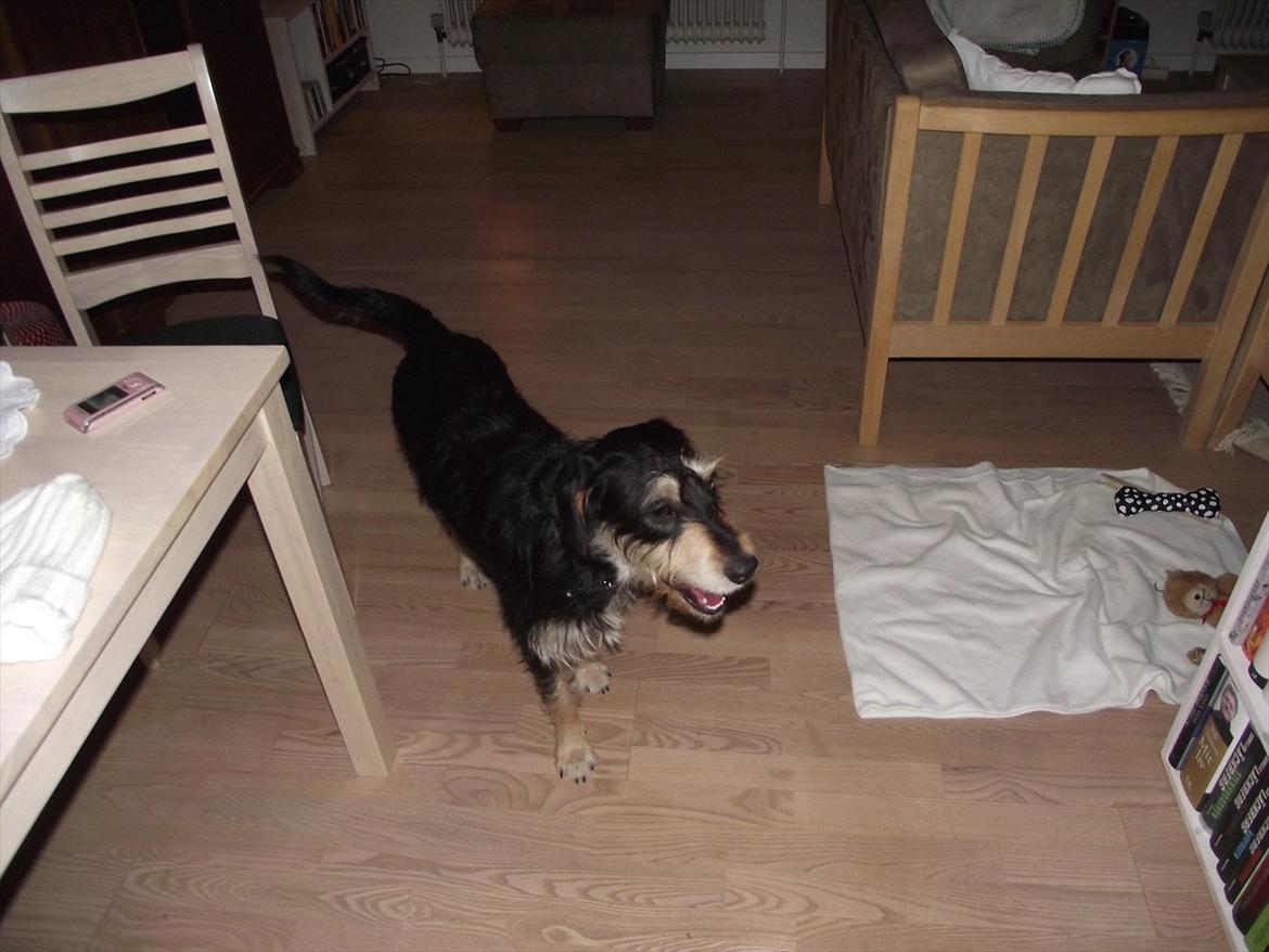 Blanding af racer Louis billede 10