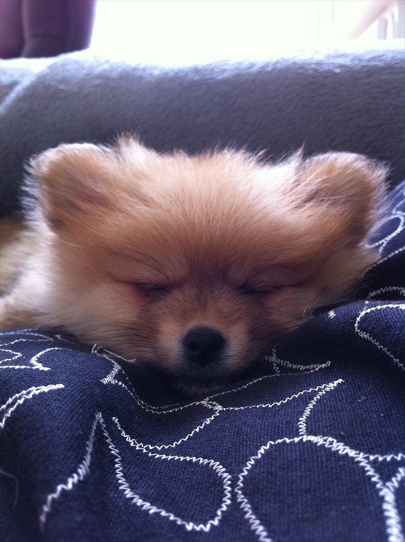 Pomeranian Nala - lille Nala er vist blevet lidt træt:) billede 9