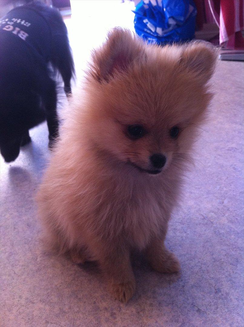 Pomeranian Nala - ikke til at stå for<3 billede 10