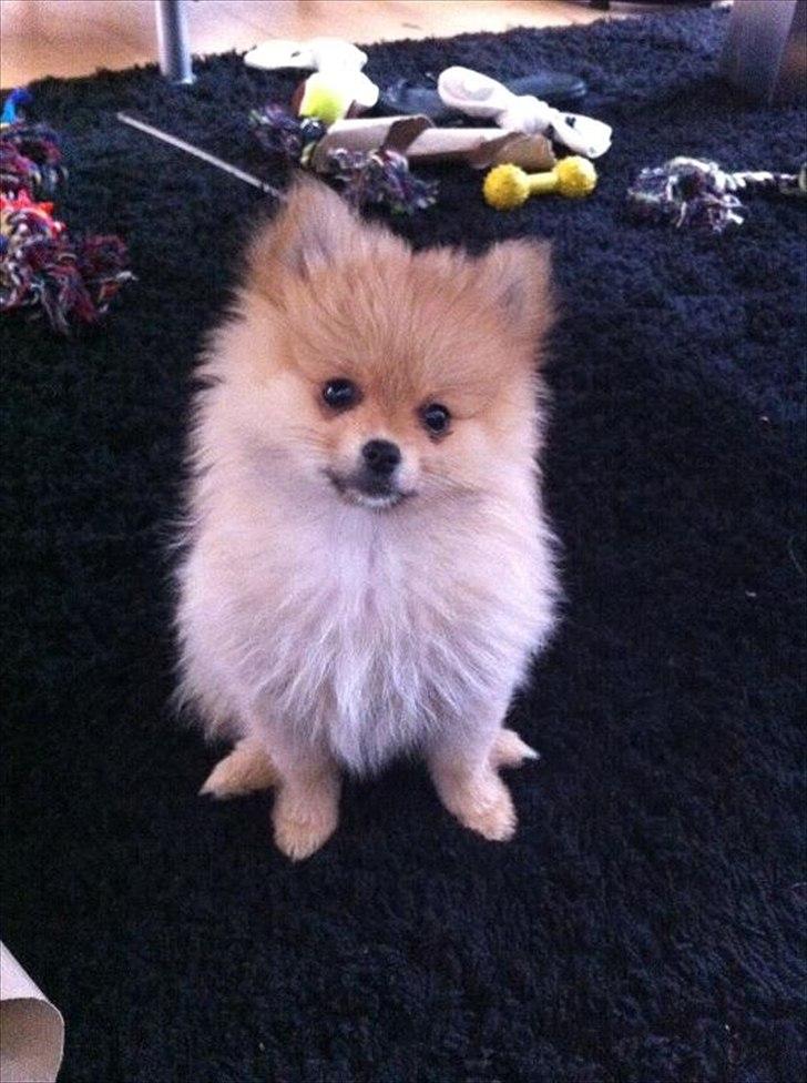 Pomeranian Nala billede 12