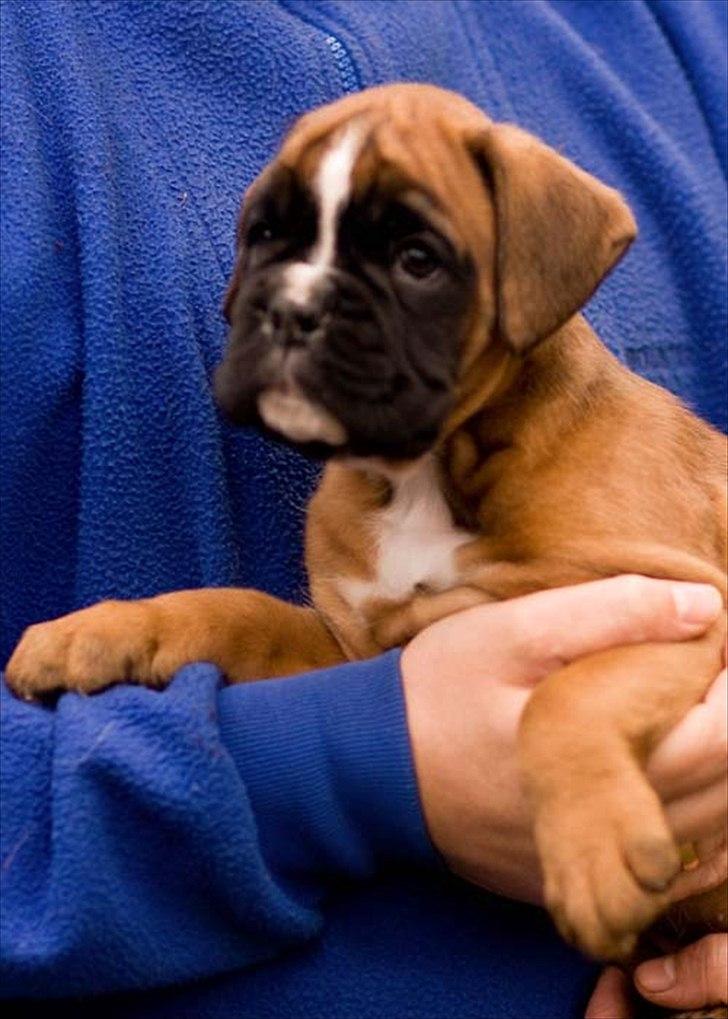 Boxer Faberge billede 1