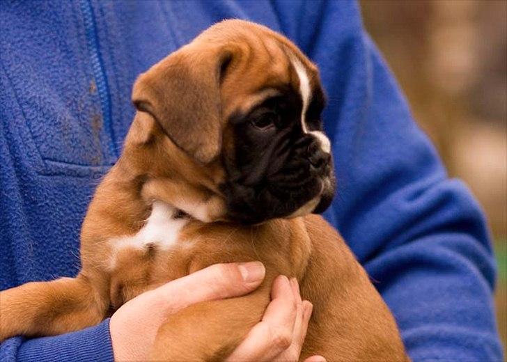 Boxer Faberge billede 2