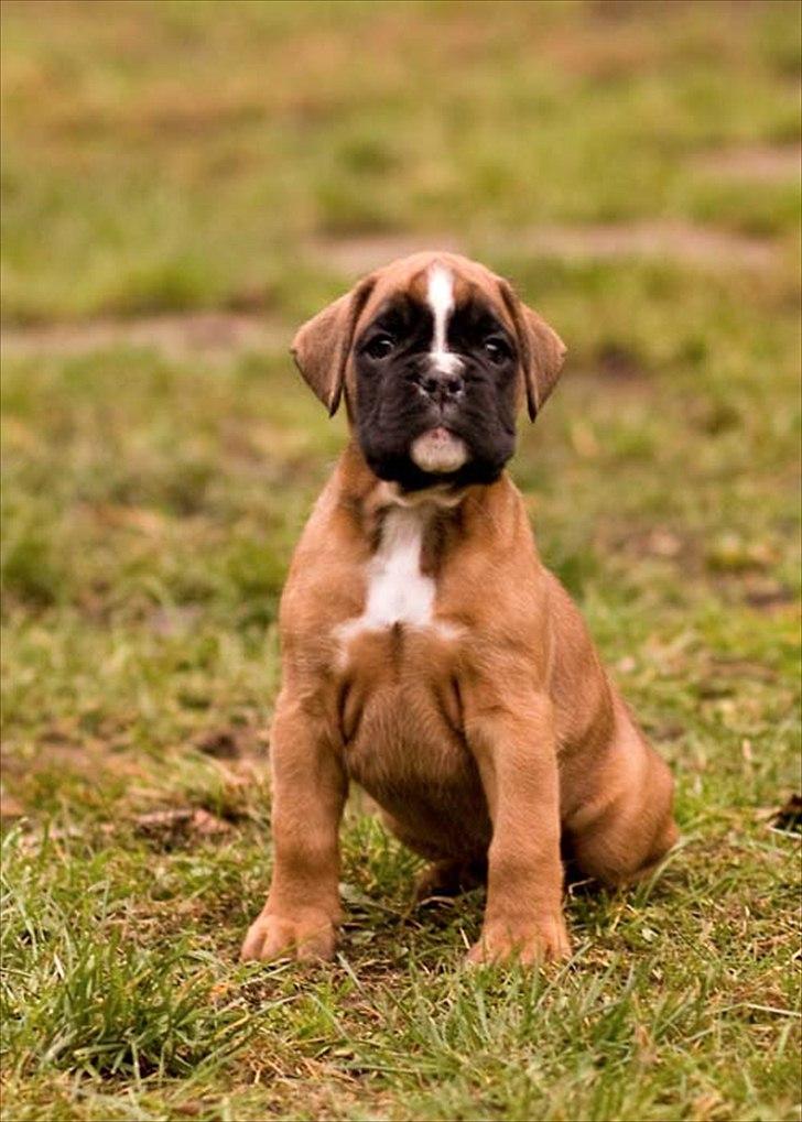 Boxer Faberge billede 3