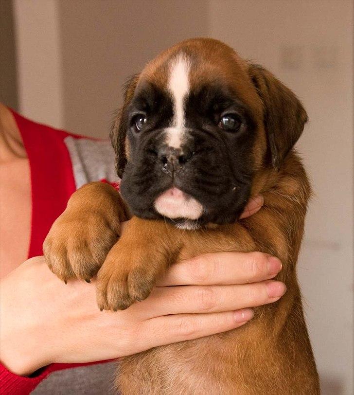 Boxer Faberge billede 4