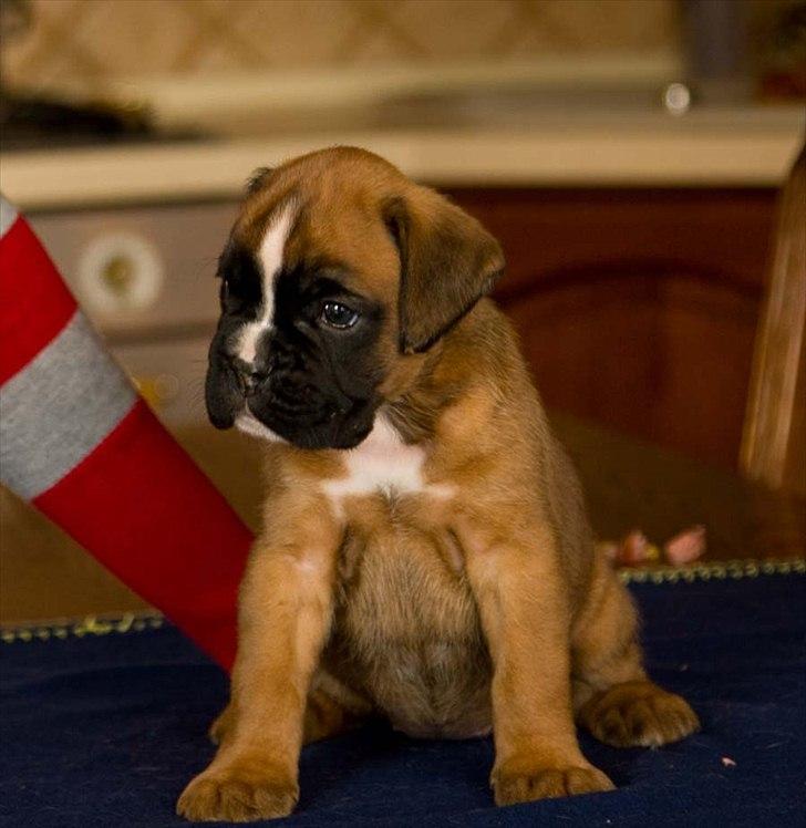 Boxer Faberge billede 5