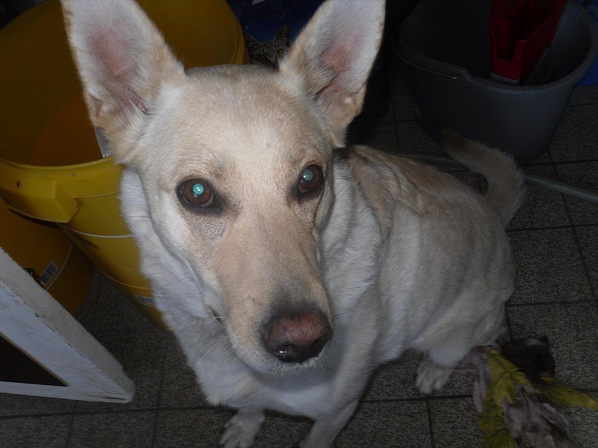 Blanding af racer Dina billede 1