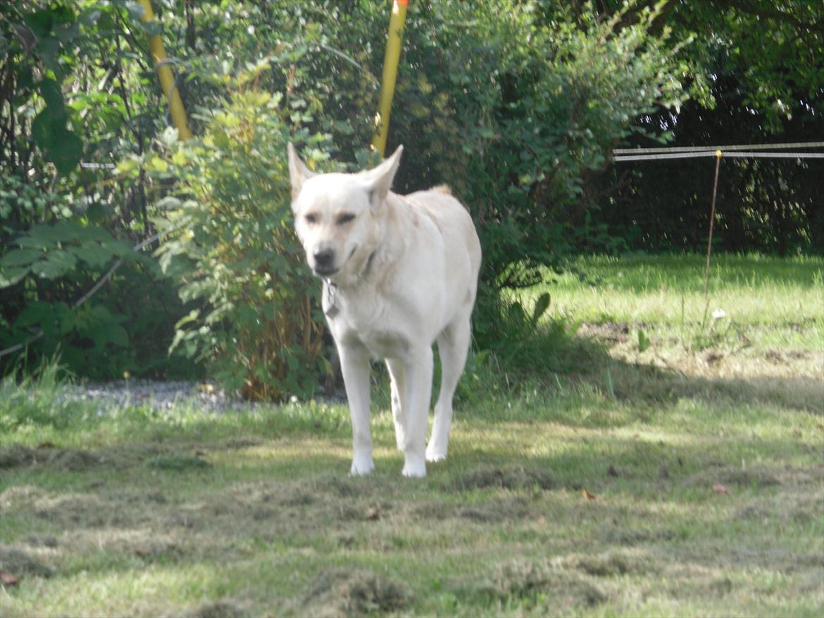 Blanding af racer Dina billede 5