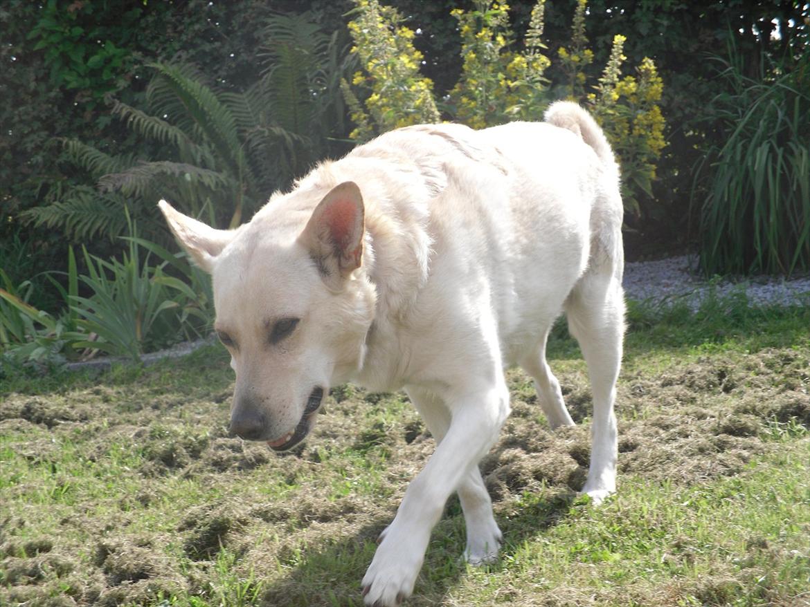 Blanding af racer Dina billede 6