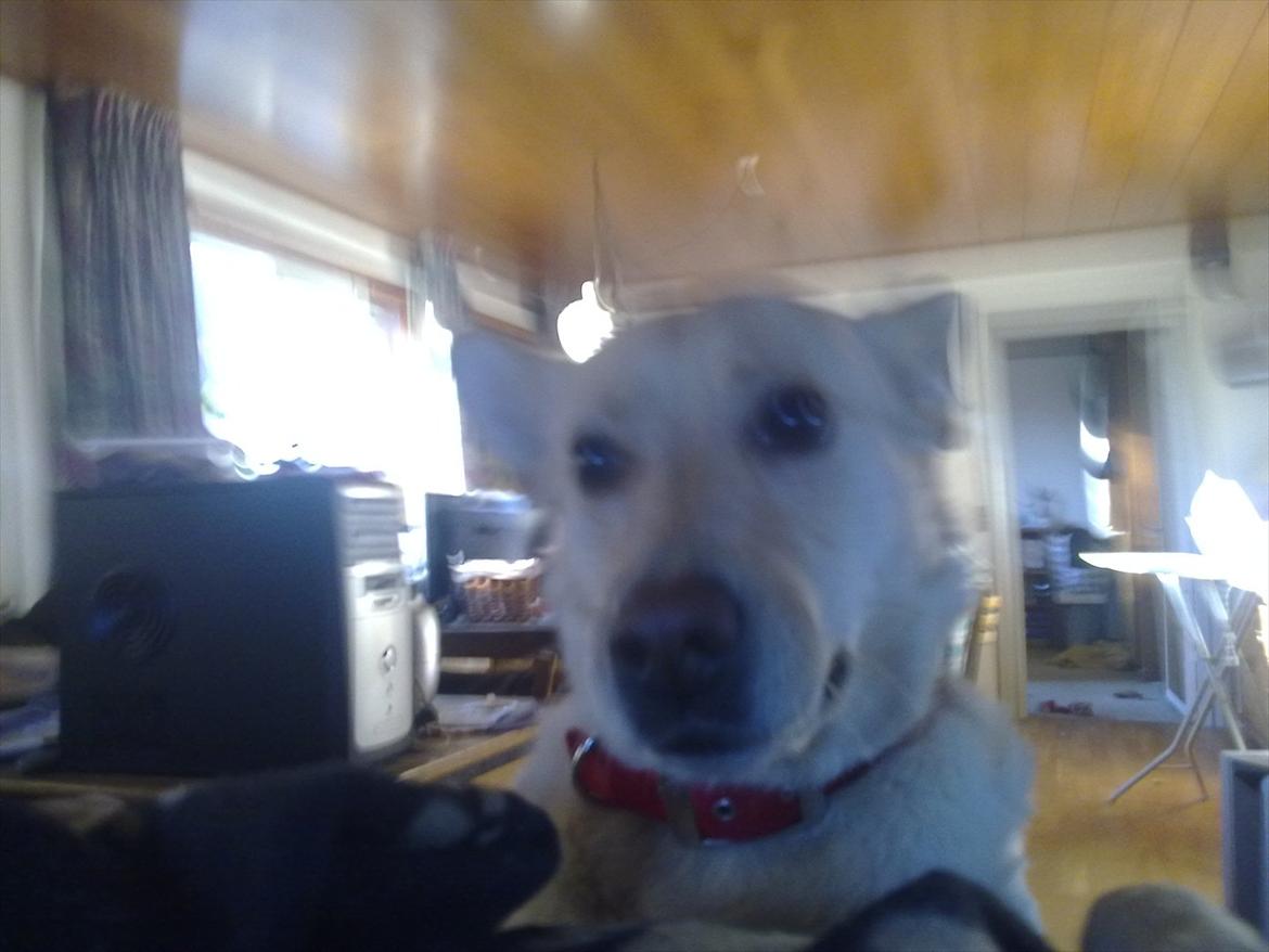 Blanding af racer Dina billede 7