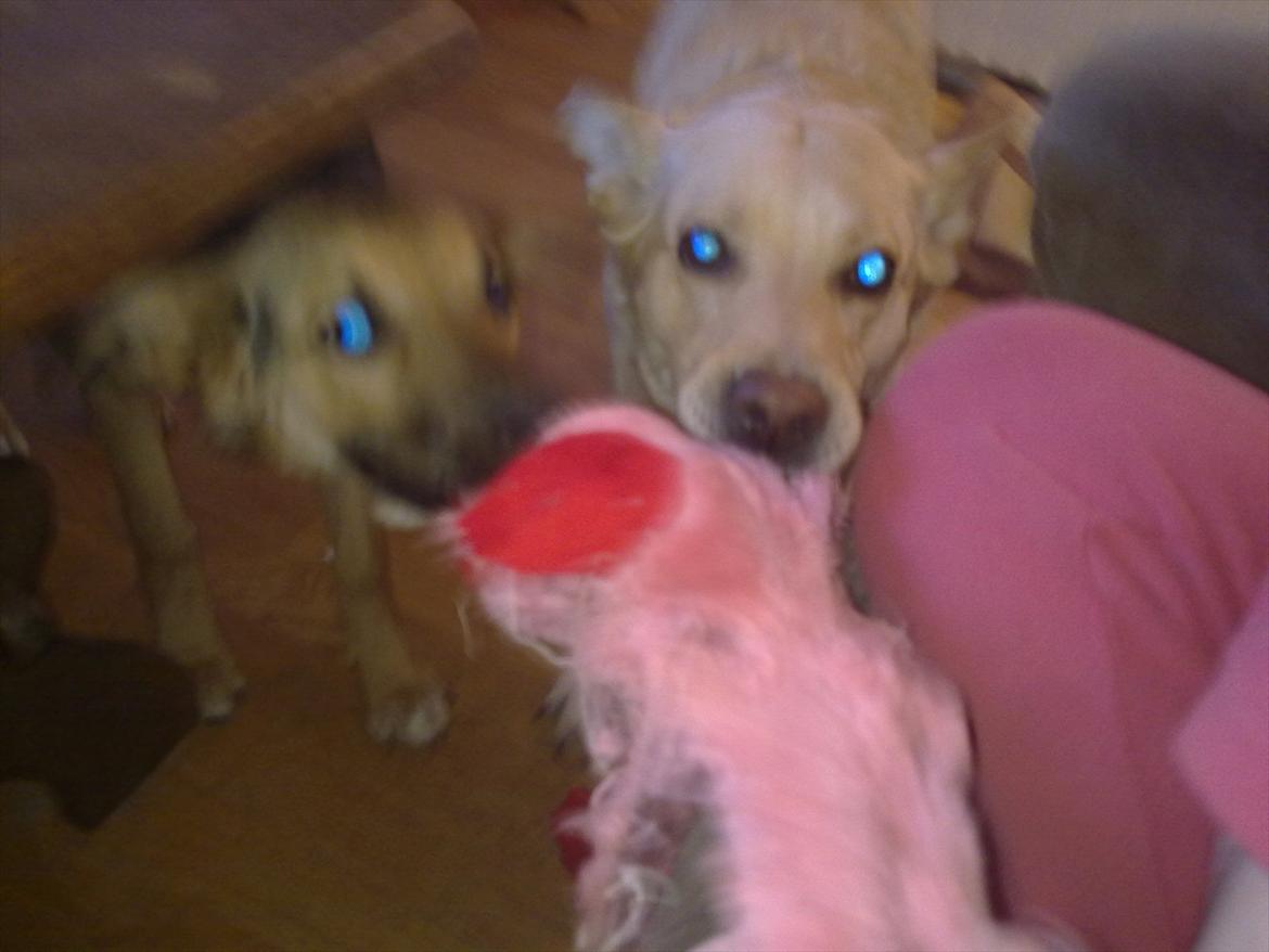 Blanding af racer Dina billede 8