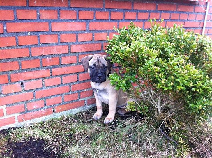 Bullmastiff Courtney's Pride Never Say Never * Missy * billede 18