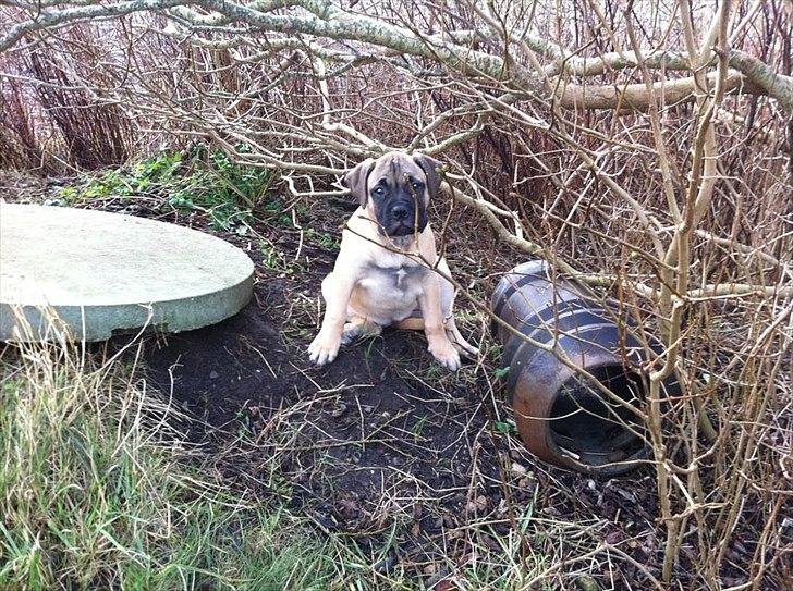 Bullmastiff Courtney's Pride Never Say Never * Missy * billede 19