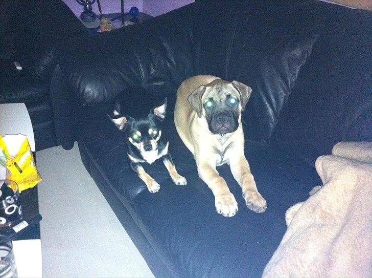 Bullmastiff Courtney's Pride Never Say Never * Missy * billede 20