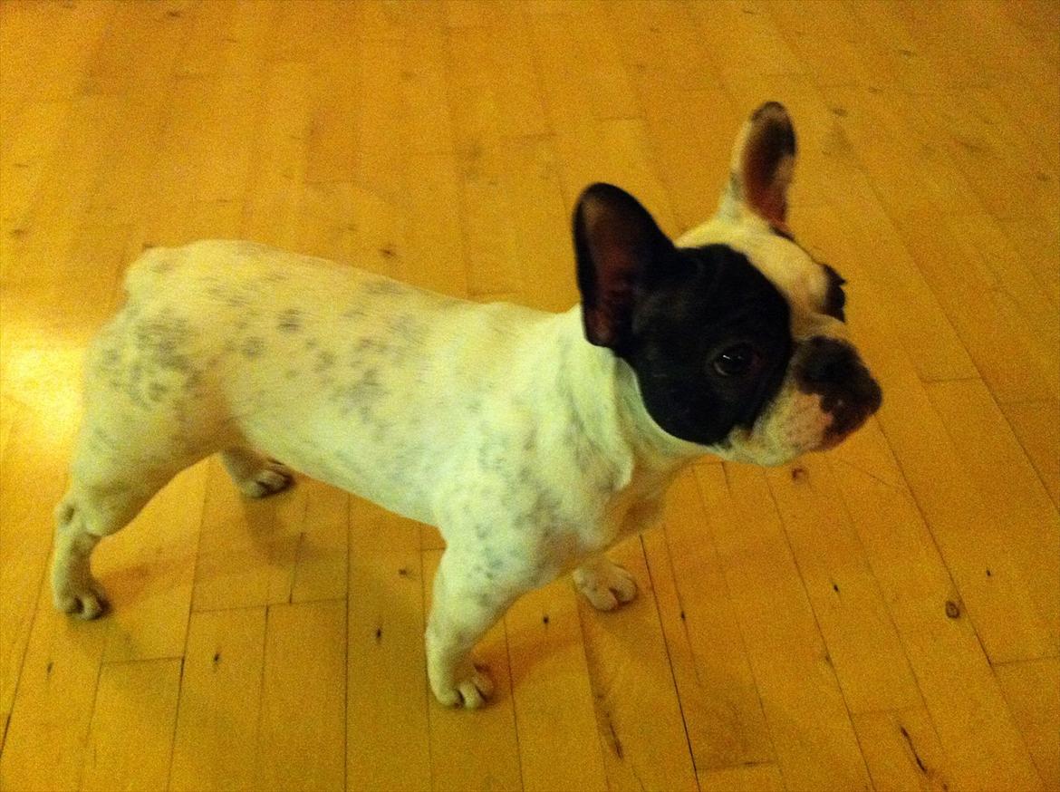 Fransk bulldog Lancomes Frederikke aka Alba - 6 måneder billede 17