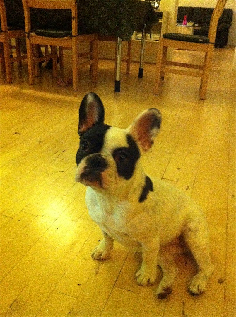 Fransk bulldog Lancomes Frederikke aka Alba - 6 måneder billede 18