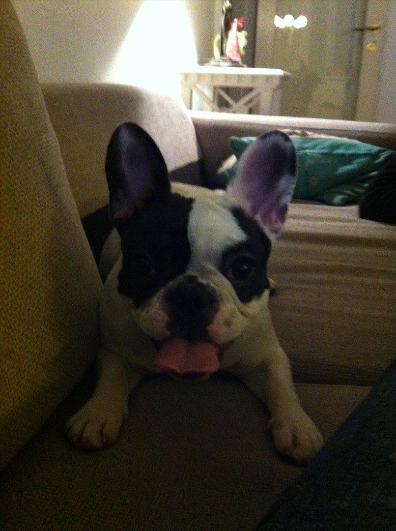 Fransk bulldog Lancomes Frederikke aka Alba - 6 1/2 måned billede 19