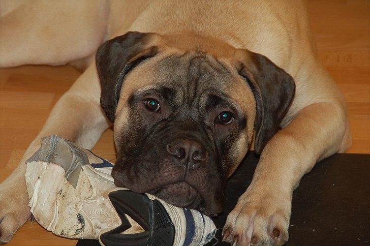 Bullmastiff Boulevard of Fame's Bifrost( Bee) billede 8