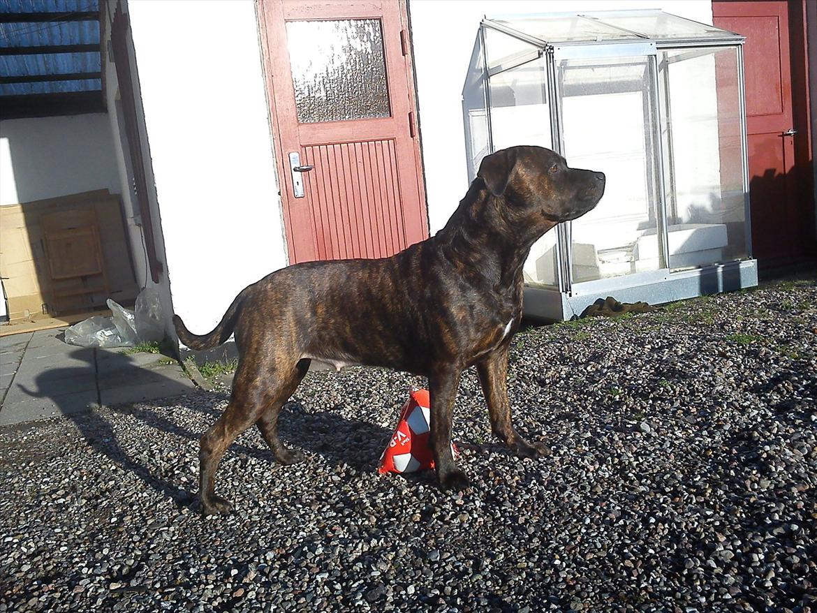 Blanding af racer Shila ( Himel hund )  billede 6