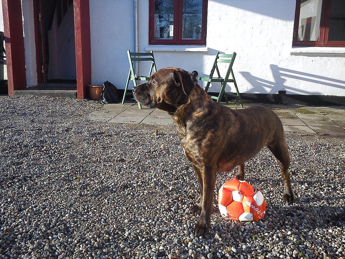 Blanding af racer Shila ( Himel hund )  billede 7