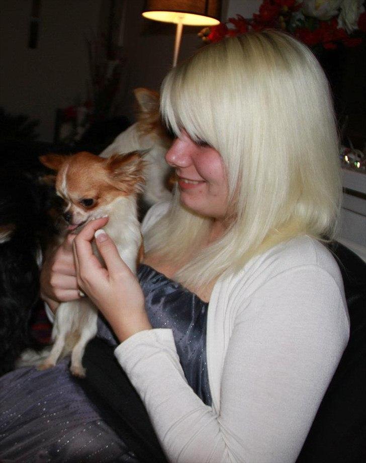 Chihuahua Alma billede 4