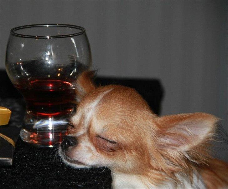 Chihuahua Alma billede 5