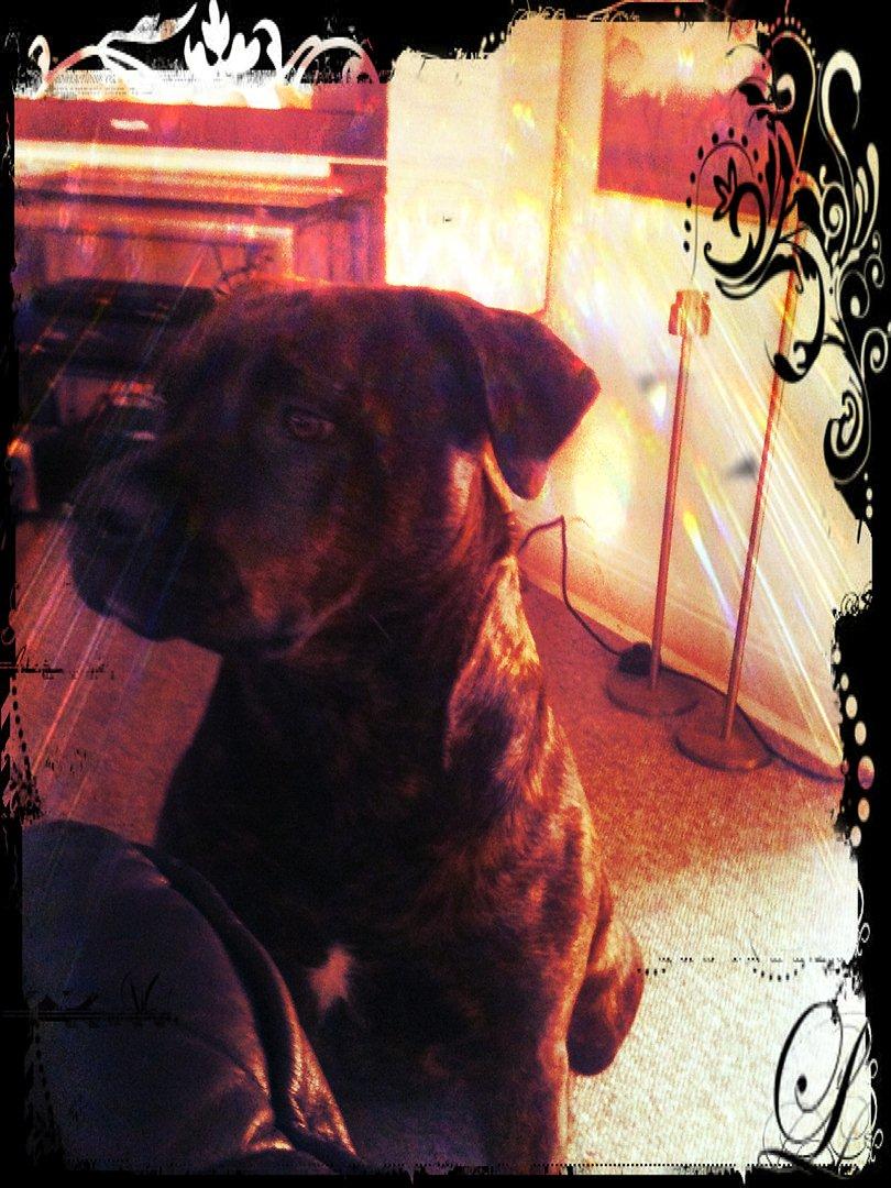 Blanding af racer Shila ( Himel hund )  billede 8